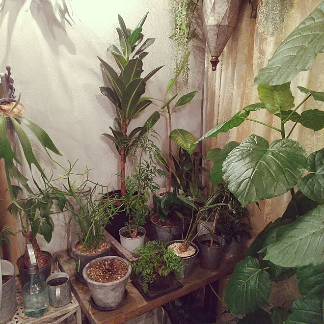 部屋全体 観葉植物 100均 ダイソー ボタニカルライフのインテリア実例 21 08 16 23 21 24 Roomclip ルームクリップ