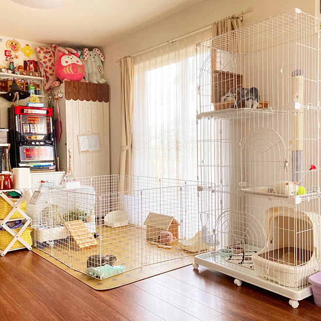 カインズホーム ペットサークルdiy ワイヤーネット Salut シェルフdiy などのインテリア実例 10 19 15 52 45 Roomclip ルームクリップ カインズホーム ペットサークルdiy ワイヤーネット Salut シェルフdiy などのインテリア実例 10 19 15 52 45 Roomclip ルームクリップ