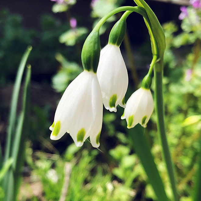 小さな花が好き 白い花が好き 花が咲いた 球根 スノーフレーク などのインテリア実例 19 04 24 15 36 10 Roomclip ルームクリップ