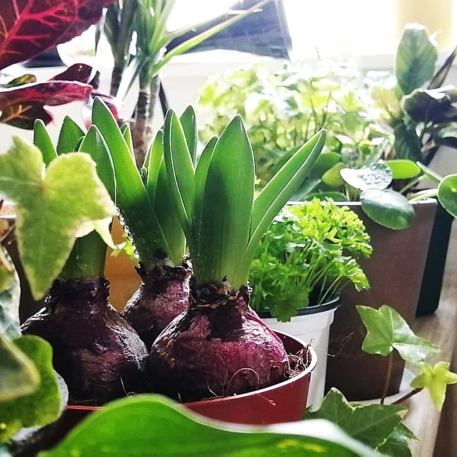 机 ヒヤシンス 植物と暮らす 植物女子 観葉植物 などのインテリア実例 12 19 09 31 43 Roomclip ルームクリップ