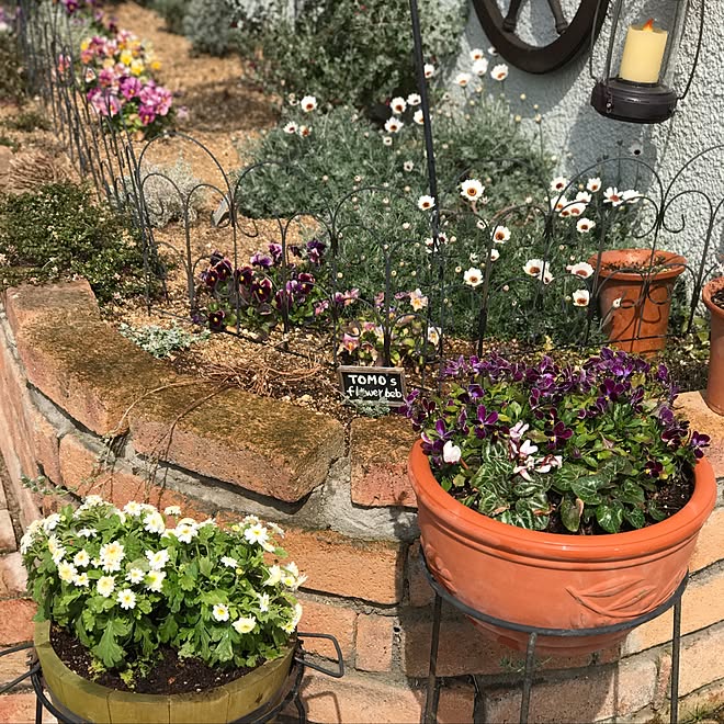 マトリカリア 花のある暮らし ナチュラル Diy花壇 雑貨 などのインテリア実例 17 03 24 19 52 08 Roomclip ルームクリップ