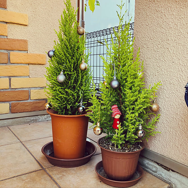 クリスマスツリー クリスマス 100均 観葉植物 玄関 入り口のインテリア実例 12 08 22 14 12 Roomclip ルームクリップ