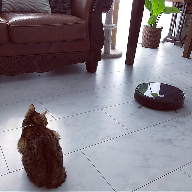 猫とお掃除ロボット お掃除ロボット 大理石調フローリング 猫と暮らす ニャンズ などのインテリア実例 01 19 13 21 08 Roomclip ルームクリップ