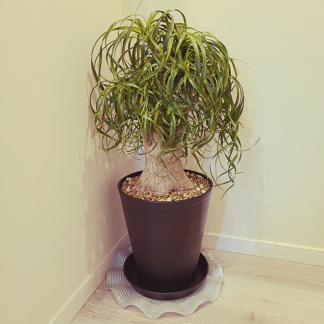 玄関 入り口 観葉植物 ポニーテールのインテリア実例 21 01 26 10 18 22 Roomclip ルームクリップ 玄関 入り口 観葉植物 ポニーテールのインテリア実例 21 01 26 10 18 22 Roomclip ルームクリップ