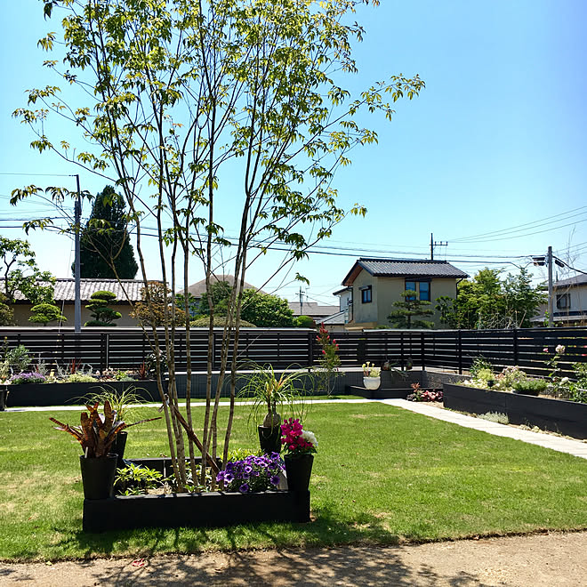 部屋全体 花のある暮らし 芝生 アオダモ シンボルツリー などのインテリア実例 18 05 22 10 29 45 Roomclip ルームクリップ