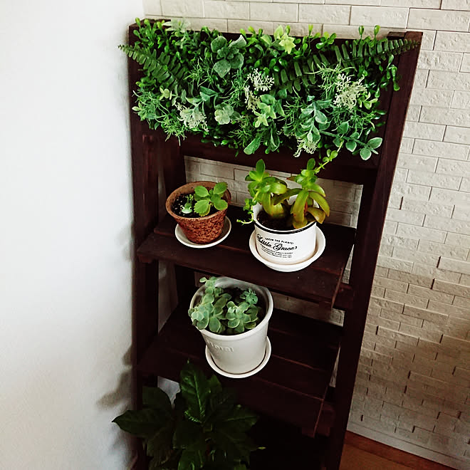 リビング 100均 Diy キャンドゥ 多肉植物 などのインテリア実例 02 04 13 52 06 Roomclip ルームクリップ