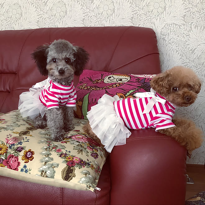 トイプードル大好き トイプードル 愛犬と暮らす家 ウィリアムモリスの壁紙 トイプードルと暮らす などのインテリア実例 19 12 15 12 06 50 Roomclip ルームクリップ