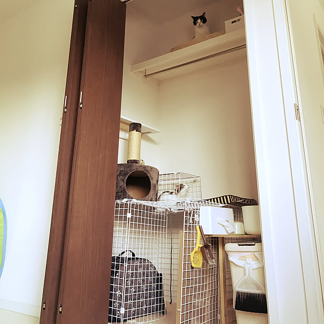 クローゼット キャットウォーク 猫部屋 猫トイレ Ikea などのインテリア実例 19 06 16 09 51 Roomclip ルームクリップ クローゼット キャットウォーク 猫部屋 猫トイレ Ikea などのインテリア実例 19 06 16 09 51 Roomclip ルームクリップ