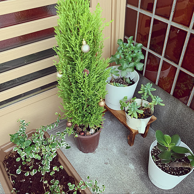 築40年以上/お花のある暮らし/グリーンのある暮らし/築40年賃貸/玄関/入り口のインテリア実例 - 2019-11-27 15:45:50