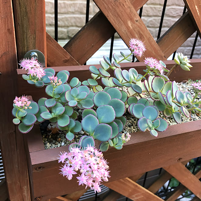 ロングロングプランター ミセバヤの花 いつも楽しませてもらってます 多肉植物のある暮らし いつもいいねやコメントありがとう などのインテリア実例 11 10 11 04 54 Roomclip ルームクリップ ロングロングプランター ミセバヤの花 いつも楽しませてもらってます 多肉植物のある暮らし いつもいいねやコメントありがとう などのインテリア実例 11 10 11 04 54 Roomclip ルームクリップ