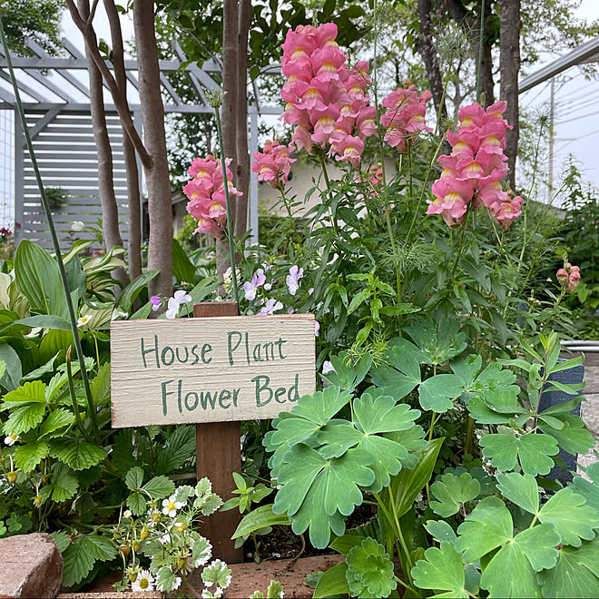 ホスタ ギボウシ オダマキ 金魚草 手作りの庭 などのインテリア実例 21 06 02 06 55 11 Roomclip ルームクリップ