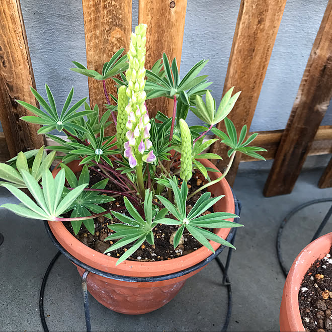 ルピナス ガーデニング 観葉植物のある暮らし スッキリ暮らす 壁 ディスプレイ などのインテリア実例 22 04 09 09 06 00 Roomclip ルームクリップ