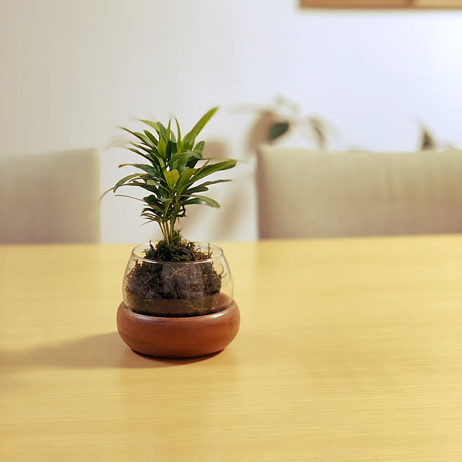 部屋全体 苔玉 ナチュラルキッチン 観葉植物のインテリア実例 18 02 26 19 36 27 Roomclip ルームクリップ