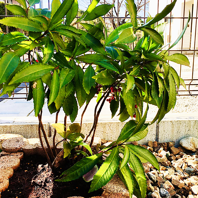 鬼門 花壇 なんかわからない植物 庭ばかりでごめんなさい 万両 などのインテリア実例 19 12 25 13 42 08 Roomclip ルームクリップ