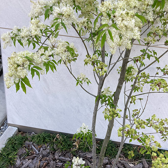 アオダモの花 アオダモ シンボルツリー 癒し 玄関 入り口のインテリア実例 22 04 09 36 25 Roomclip ルームクリップ