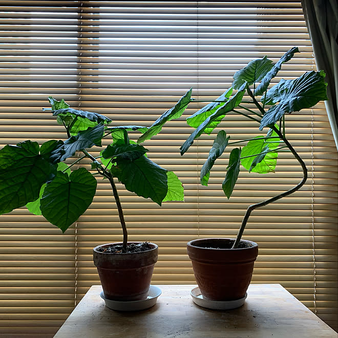 ウンベラータ ウンベラータ成長記録 ウンベラータ成長中 ニチベイウッドブラインド ベッド周りのインテリア実例 22 08 06 09 58 09 Roomclip ルームクリップ