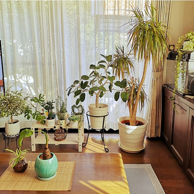 リビング 休日の過ごし方 植物のある暮らし 観葉植物 多肉植物 などのインテリア実例 21 07 24 17 55 12 Roomclip ルームクリップ リビング 休日の過ごし方 植物のある暮らし 観葉植物 多肉植物 などのインテリア実例 21 07 24 17 55 12 Roomclip ルームクリップ