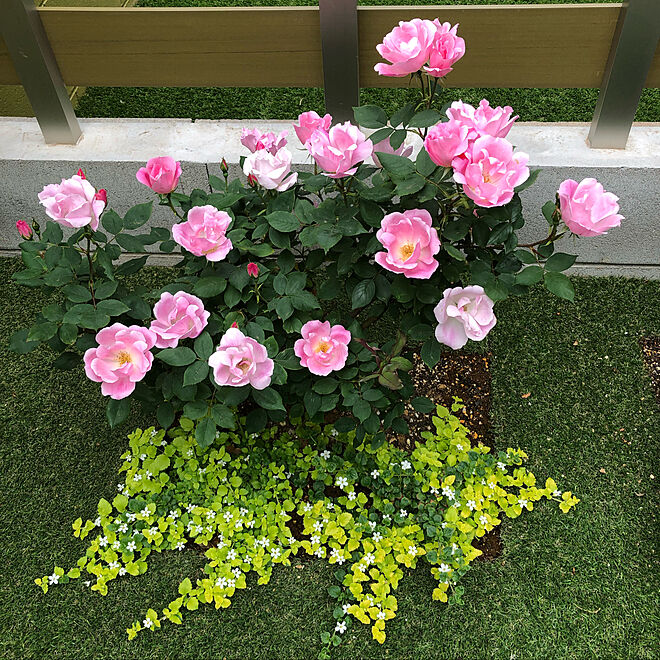 ピンク 花のある暮らし ブラッシングノックアウト バラ 庭 などのインテリア実例 19 05 15 22 12 25 Roomclip ルームクリップ