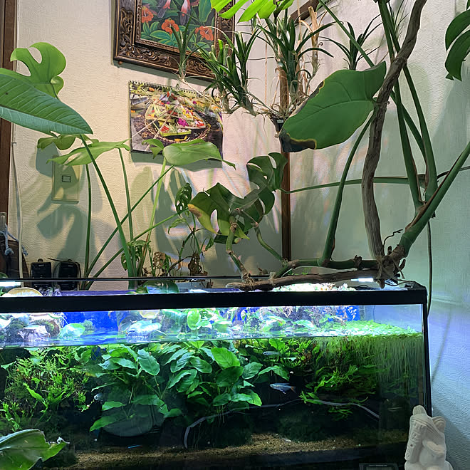 水槽 のある暮らし 観葉植物 リビング グリーンのある暮らし などのインテリア実例 01 13 14 50 09 Roomclip ルームクリップ 水槽 のある暮らし 観葉植物 リビング グリーンのある暮らし などのインテリア実例 01 13 14 50 09 Roomclip ルームクリップ