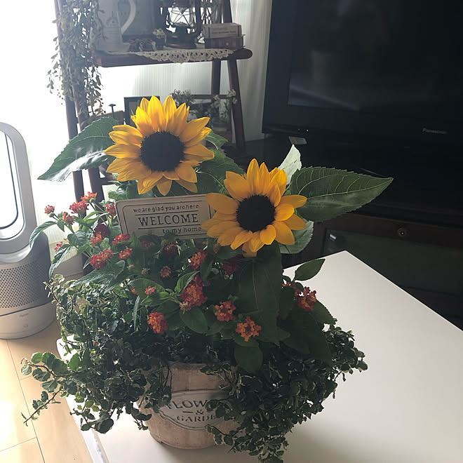押し逃げばかりでごめんなさい いいねやコメントありがとうございます 寄せ植え スーパーランタナ ひまわりグッドスマイル などのインテリア実例 19 06 12 21 10 47 Roomclip ルームクリップ 押し逃げばかりでごめんなさい いいねやコメントありがとうございます 寄せ植え スーパーランタナ ひまわりグッドスマイル などのインテリア実例 19 06 12 21 10 47 Roomclip ルームクリップ