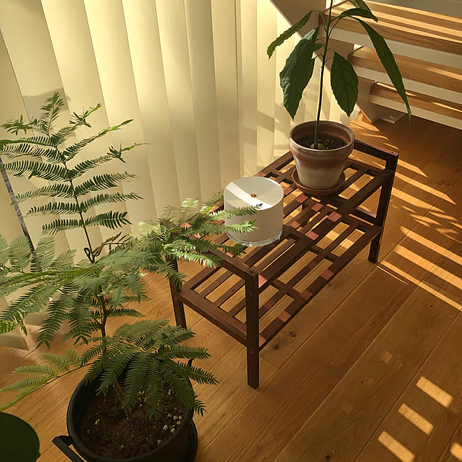 無印良品の家 無印良品の家 木の家 観葉植物のある暮らし 観葉植物 リビング などのインテリア実例 12 00 30 10 Roomclip ルームクリップ 無印良品の家 無印良品の家 木の家 観葉植物のある暮らし 観葉植物 リビング などのインテリア実例 12 00 30 10 Roomclip ルームクリップ