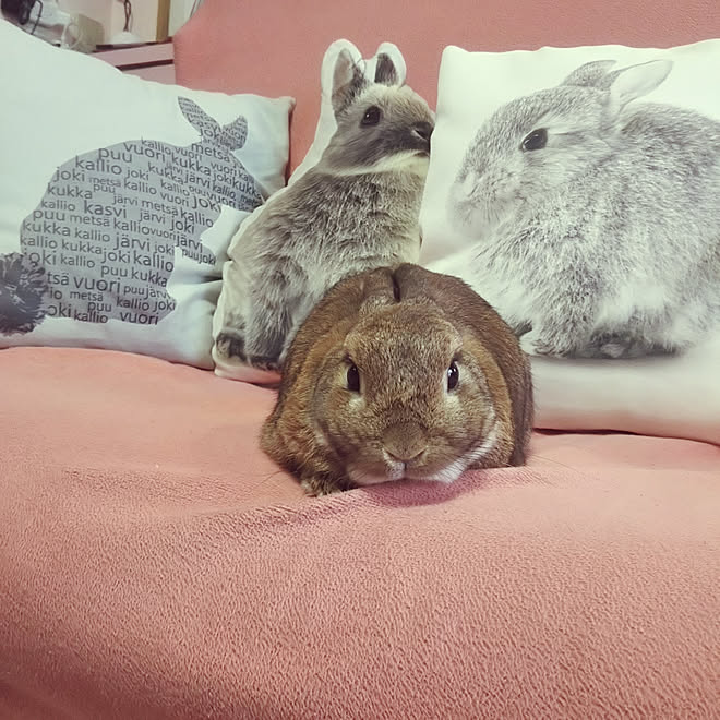 部屋全体 マンション ペットと暮らす家 うさぎと暮らす ウサギ などのインテリア実例 18 05 07 07 17 18 Roomclip ルームクリップ