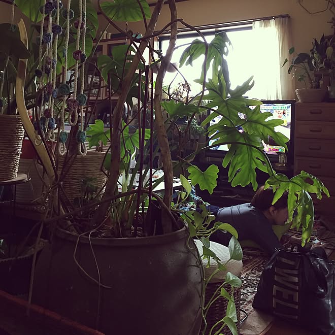 玄関/入り口/ドライフラワー/観葉植物/DIY/ハンドメイドのインテリア実例 - 2016-03-05 12:02:54