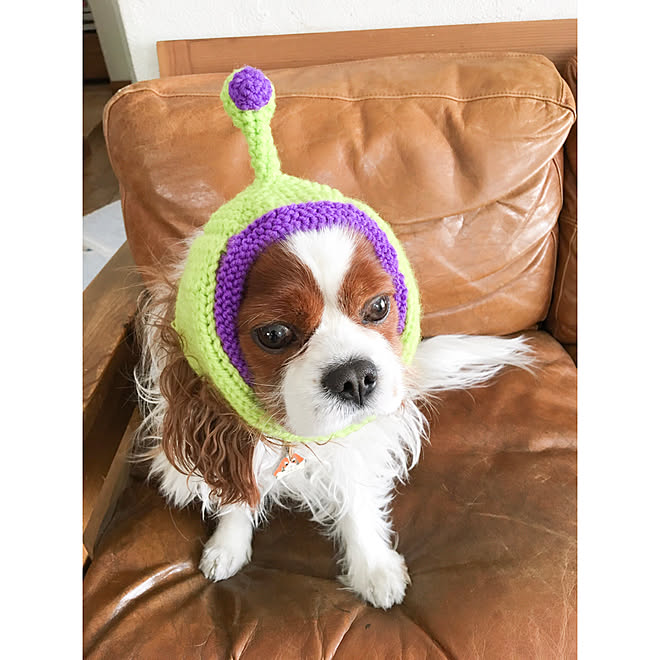 宇宙犬 宇宙犬スヌード いいね フォローありがとうございます シンプルが好き コメント嬉しいです などのインテリア実例 19 03 25 15 59 04 Roomclip ルームクリップ