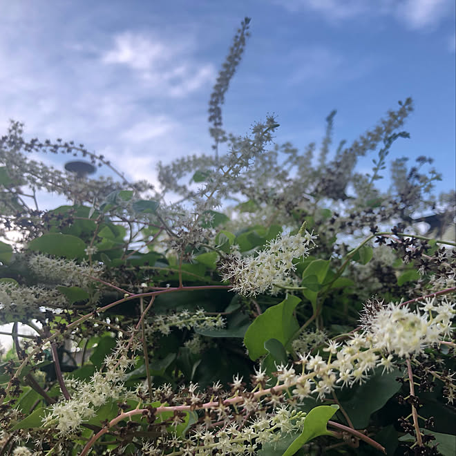 おかわかめ オカワカメ 雲南百薬 リビング 家庭菜園 家庭菜園を楽しむ などのインテリア実例 21 10 11 07 36 35 Roomclip ルームクリップ
