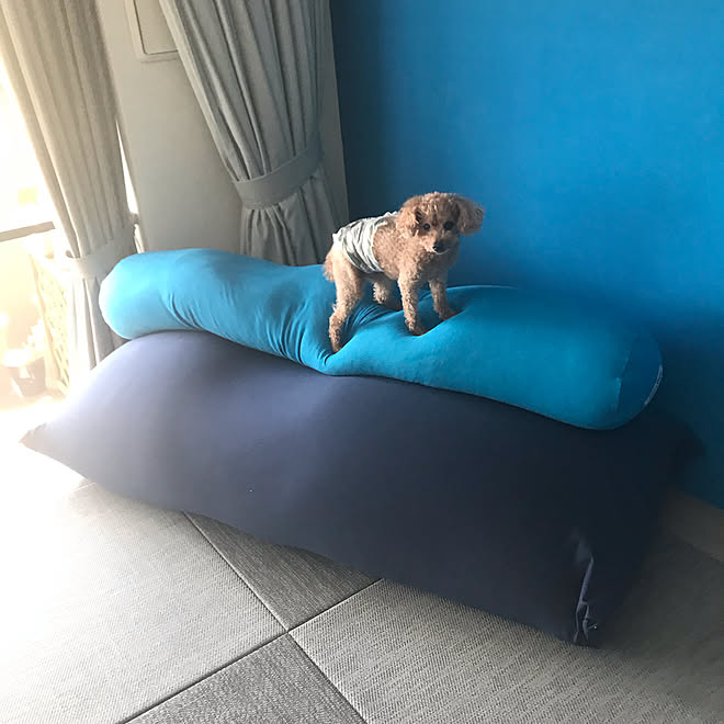 ソファ 犬と暮らす トイプードル Yogibo 小上がり和室 などのインテリア実例 03 16 15 23 24 Roomclip ルームクリップ ソファ 犬と暮らす トイプードル Yogibo 小上がり和室 などのインテリア実例 03 16 15 23 24 Roomclip ルームクリップ