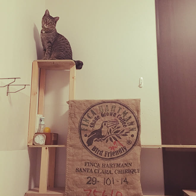 キャットウォークdiy ねこと暮らす 古いアパート 猫カフェ風 猫 などのインテリア実例 21 09 19 21 07 49 Roomclip ルームクリップ