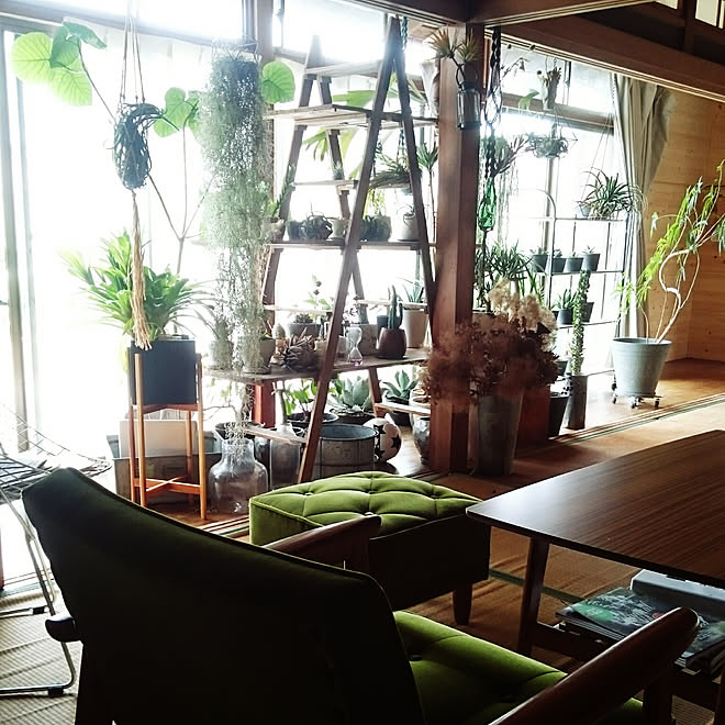 リビング 趣味部屋 観葉植物 植物コーナー Caudex などのインテリア実例 18 05 26 11 18 26 Roomclip ルームクリップ リビング 趣味部屋 観葉植物 植物コーナー Caudex などのインテリア実例 18 05 26 11 18 26 Roomclip ルームクリップ
