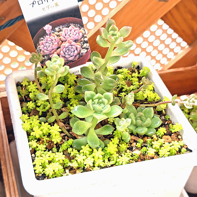 玄関 入り口 多肉植物 ベランダガーデニング 癒し 子持ち蓮華 などのインテリア実例 22 03 19 11 15 33 Roomclip ルームクリップ 玄関 入り口 多肉植物 ベランダガーデニング 癒し 子持ち蓮華 などのインテリア実例 22 03 19 11 15 33 Roomclip ルームクリップ