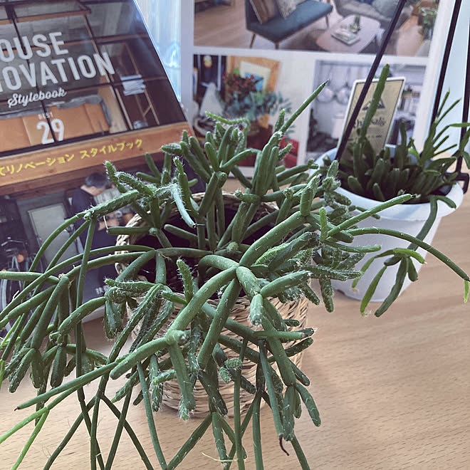 多肉植物増やすぞ ひとりごとです リプサリス 花のある暮らし 保護犬 アン などのインテリア実例 22 08 07 11 02 35 Roomclip ルームクリップ