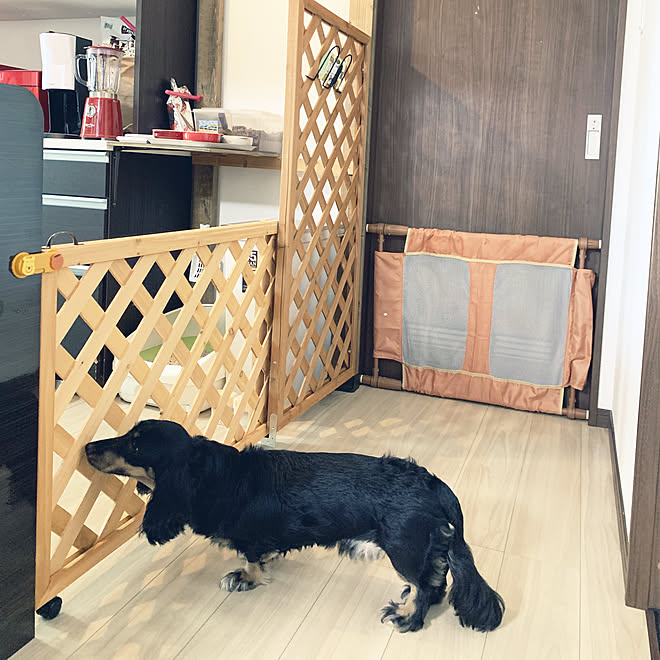 Mダックス ディアウォール ラティス ペットゲート Diy などのインテリア実例 19 08 15 13 57 06 Roomclip ルームクリップ