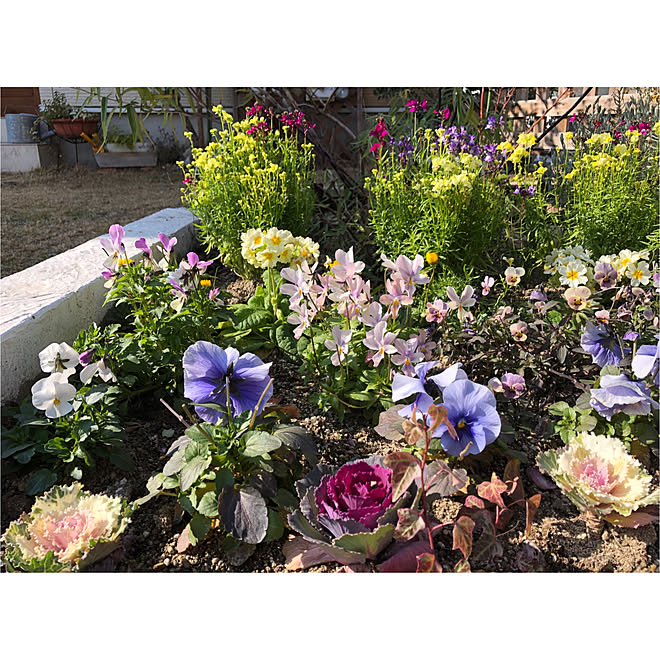 地植え 花壇 パンジー 葉牡丹 ビオラ などのインテリア実例 22 01 05 04 52 21 Roomclip ルームクリップ 地植え 花壇 パンジー 葉牡丹 ビオラ などのインテリア実例 22 01 05 04 52 21 Roomclip ルームクリップ