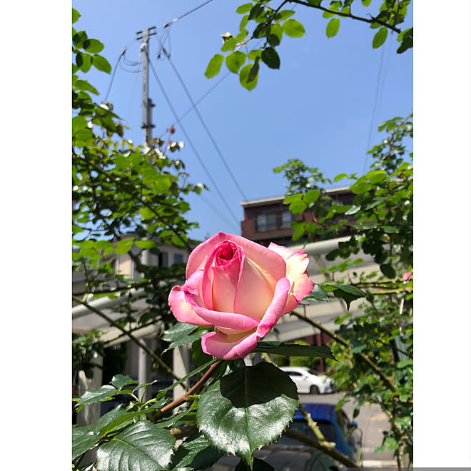 京成バラ園 つるプリンセス ドゥ モナコ バラ 春 満開 などのインテリア実例 22 04 26 11 21 23 Roomclip ルームクリップ