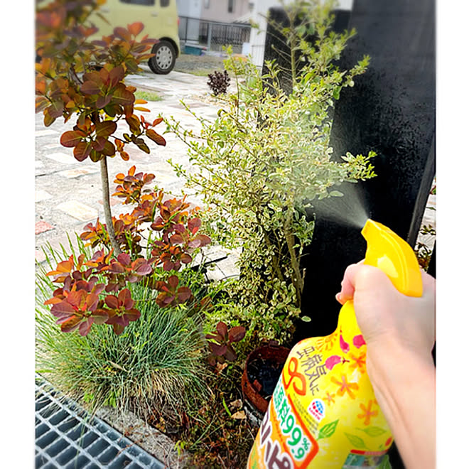 ロハピ アースガーデン 害虫対策 植物のある暮らし ガーデニング などのインテリア実例 21 05 04 18 02 25 Roomclip ルームクリップ