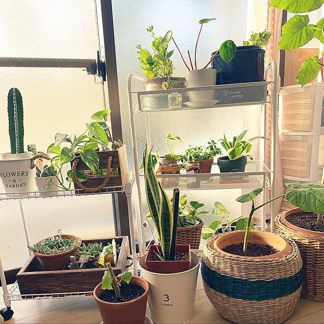 スリコのバケツ 木箱diy サンスベリア カランコエ 多肉植物 などのインテリア実例 22 03 16 14 00 44 Roomclip ルームクリップ