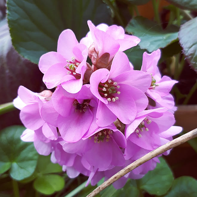 ベッド周り ヒマラヤユキノシタ お花が好き 庭仕事が好き 庭 などのインテリア実例 22 03 12 14 54 46 Roomclip ルームクリップ