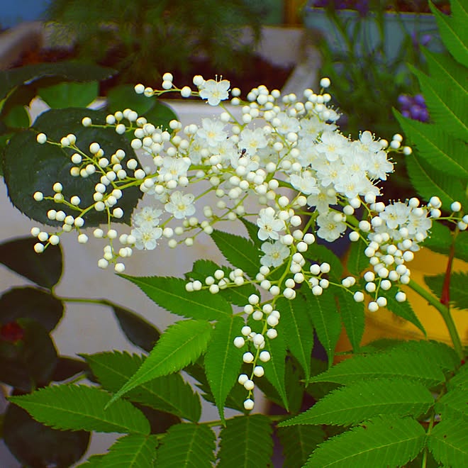 玄関 入り口 ガーデニング カフェ風 ナチュラルのインテリア実例 16 05 31 16 42 42 Roomclip ルームクリップ