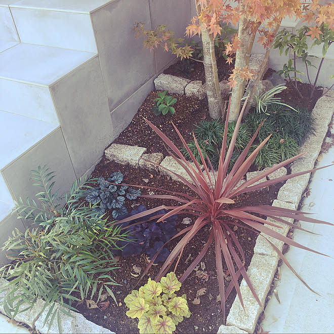 クリスマスローズ 沈丁花 コンフューサー コルジリネ レッドスター 竜の髭 などのインテリア実例 19 12 10 01 01 17 Roomclip ルームクリップ