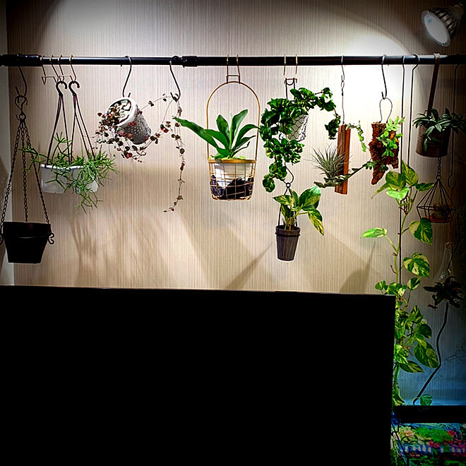 植物育成ledライト 吊り下げ観葉植物 コーナン 観葉植物 一人暮らし などのインテリア実例 11 08 09 49 38 Roomclip ルームクリップ