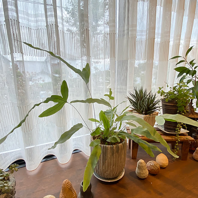 グリーン 出窓 ボタニカル 観葉植物 リビングのインテリア実例 10 26 23 13 45 Roomclip ルームクリップ