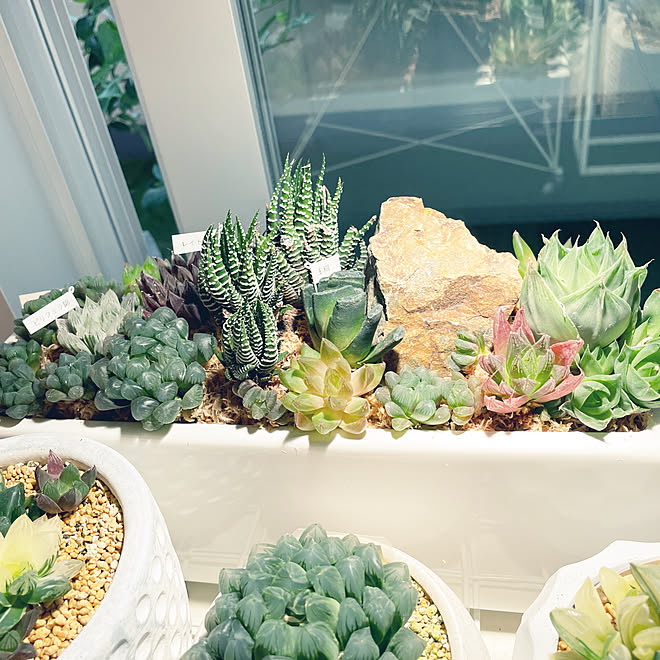 多肉の寄せ植え 多肉植物のある暮らし 多肉 多肉植物寄せ植え 多肉植物 などのインテリア実例 22 10 15 17 29 35 Roomclip ルームクリップ