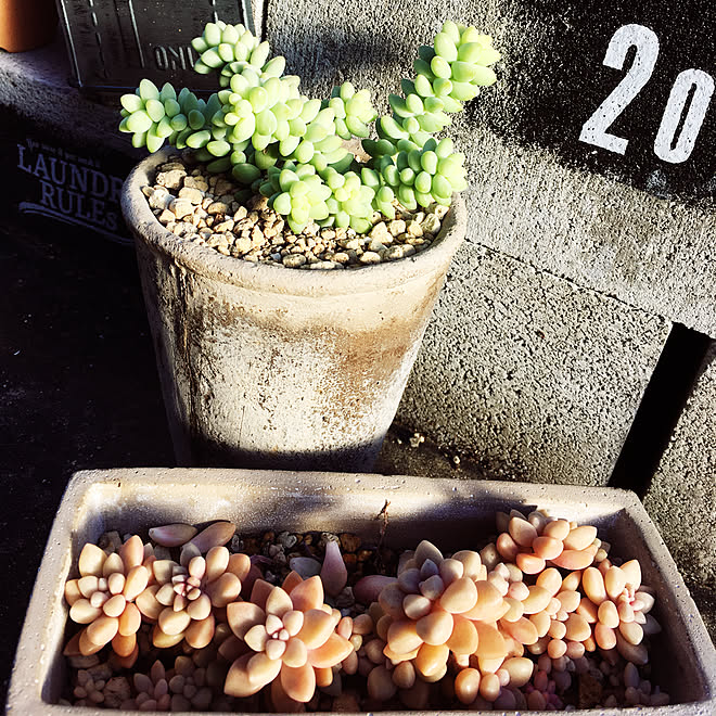 キッチン 姫秋麗 ビアホップ 多肉植物 No Green No Life などのインテリア実例 17 11 25 08 23 27 Roomclip ルームクリップ キッチン 姫秋麗 ビアホップ 多肉植物 No Green No Life などのインテリア実例 17 11 25 08 23 27 Roomclip ルームクリップ