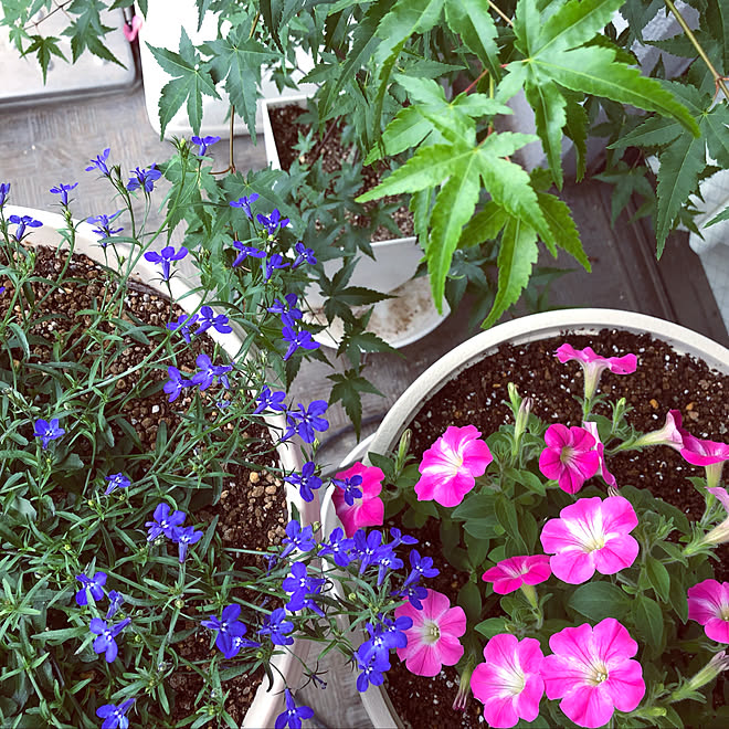 もみじ アズーロコンパクト ウルトラマリン サフィニアブーケ 癒し 花のある暮らし などのインテリア実例 22 05 14 25 14 Roomclip ルームクリップ もみじ アズーロコンパクト ウルトラマリン サフィニアブーケ 癒し 花のある暮らし などのインテリア実例 22 05 14 25 14 Roomclip ルームクリップ