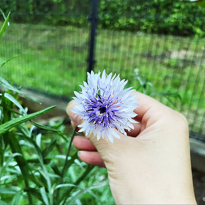 薄紫の花 花の種 ダイソー 庭 おうち時間 などのインテリア実例 21 06 26 32 31 Roomclip ルームクリップ