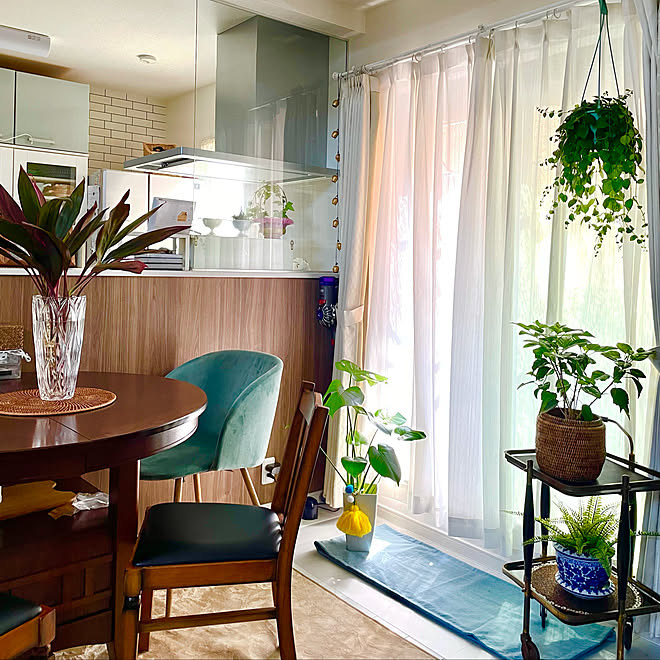 窓際 ハンギングプランター モンステラ 観葉植物 キッチンカウンター などのインテリア実例 21 09 24 10 30 44 Roomclip ルームクリップ