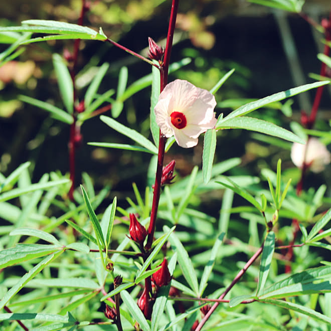 ハーバルセラピスト ハーブのある暮らし ハイビスカスティー ハイビスカス ハーブティー などのインテリア実例 21 09 10 10 17 16 Roomclip ルームクリップ